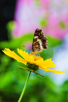 金鸡菊花上的褐色的花蝴蝶