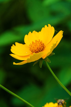 一朵黄色的金鸡菊花