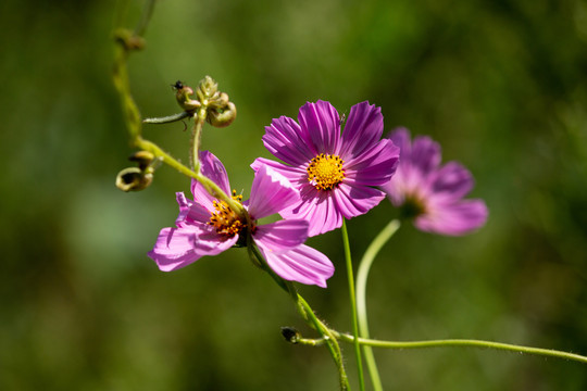 格桑花