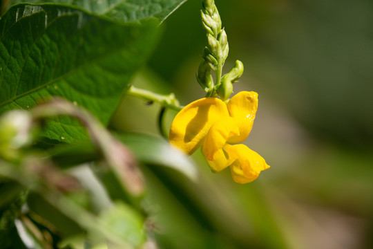 刚豆花