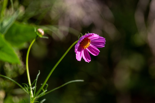 格桑花