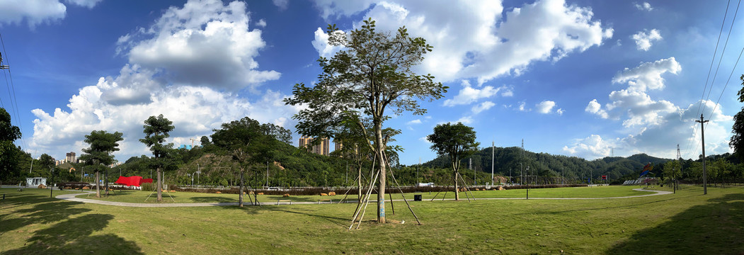 洒满阳光的草地全景