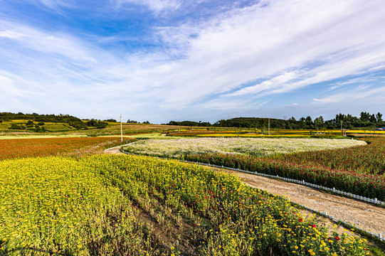 中国长春莲花山花海景观