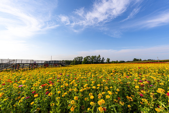 中国长春莲花山花海景观