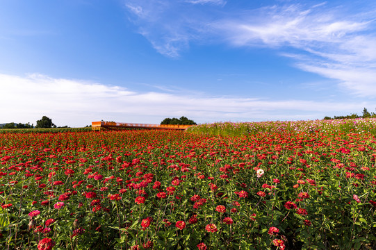 中国长春莲花山花海景观