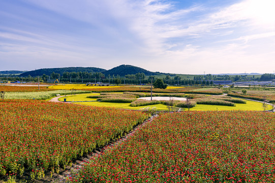 中国长春莲花山花海景观