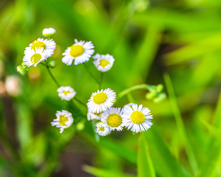 小雏菊