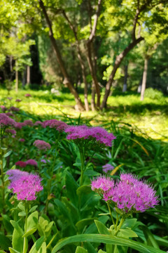 八宝景天