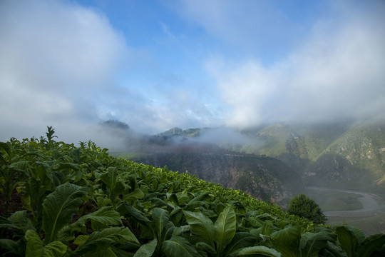 高山烟叶