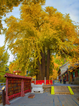 潭柘寺银杏