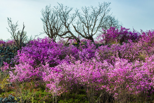 春季杜鹃花