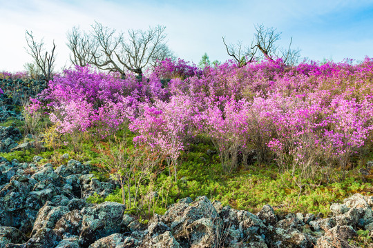 火山熔岩春天杜鹃花