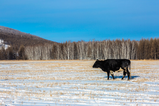 冬季草原牧场一头牛