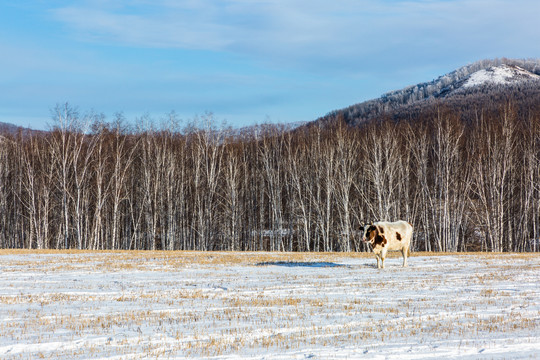 冬季草原森林奶牛