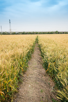 麦田