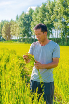 亚洲中年男性农民在稻田耕种