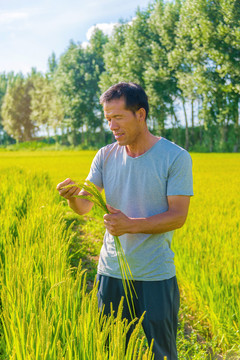亚洲中年男性农民在稻田耕种