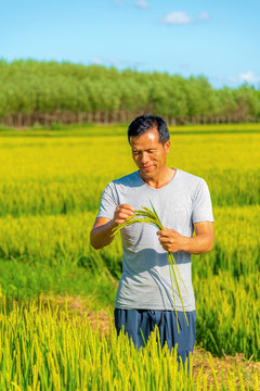 亚洲中年男性农民在稻田劳动