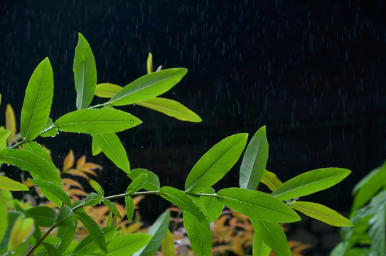 绿化植物