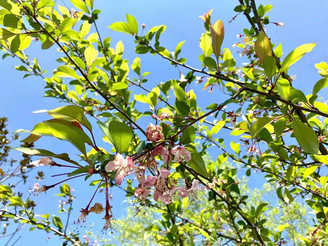 春天桃花盛开