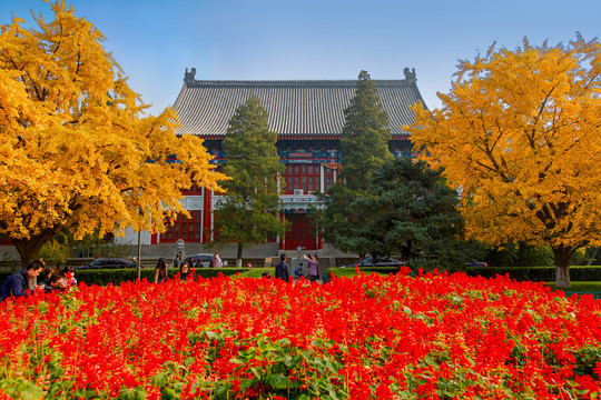 北京大学银杏