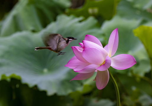 荷花和小鸟