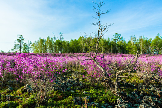 春天杜鹃花海森林火山岩