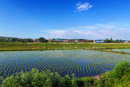 水稻田