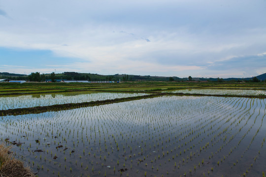 水稻田