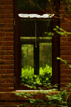 老建筑窗前和窗外的绿植