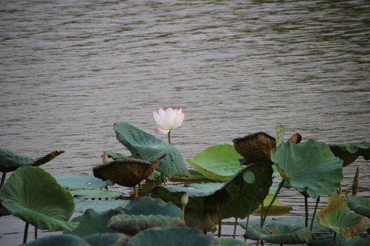 荷花池