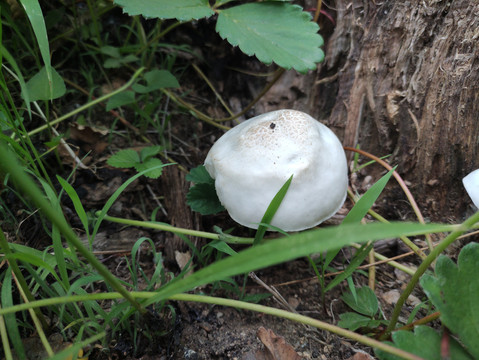 山蘑菇