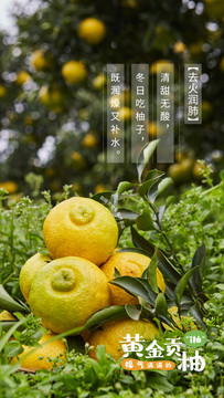 黄金贡柚海报