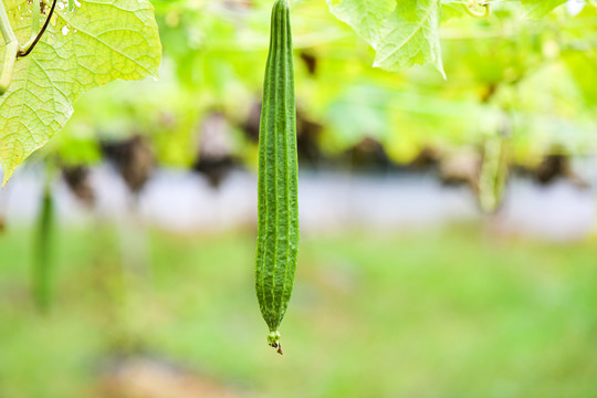 丝瓜种植