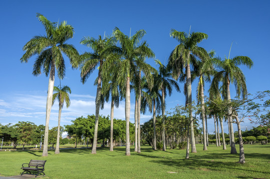 海口万绿园的椰子树