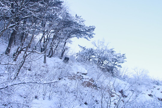 雪景