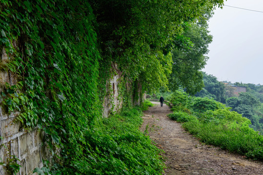 绿植小路