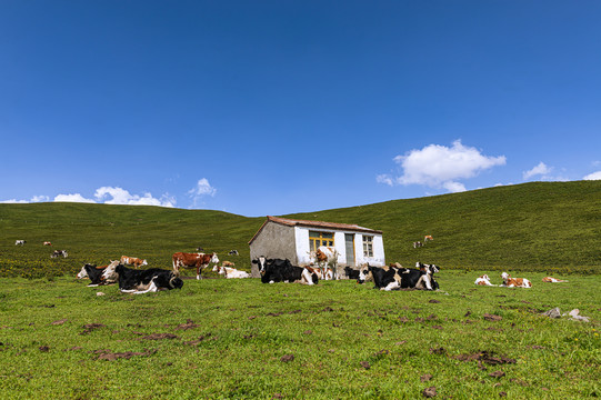 高山草原牧区