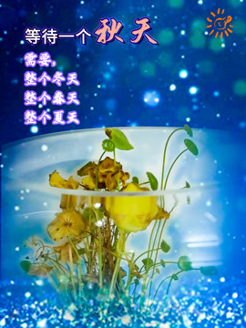 秋天的铜钱草