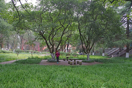 湖南大学绿色植被
