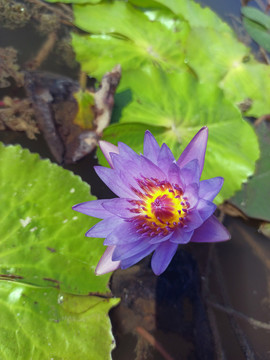 紫色莲花