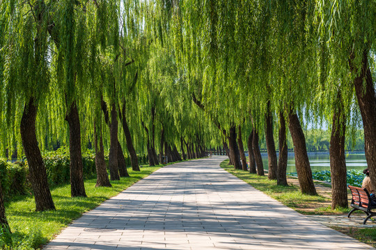 北京颐和园西堤柳树