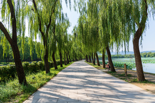 北京颐和园西堤柳树