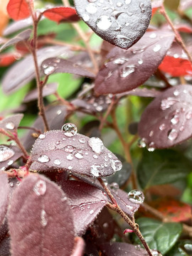 雨后的露珠