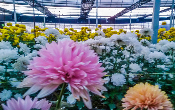 菊花花海