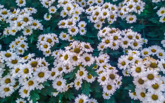 菊花花海