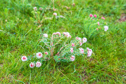 狼毒花