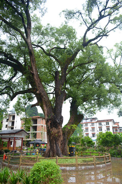 树龄1600年古香樟