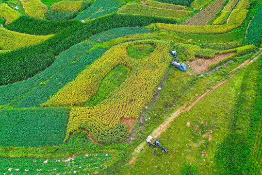 山东梯田