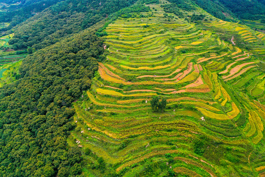 山区梯田